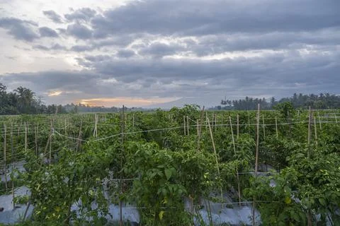 Sunset view. sunset in the afternoon in the fields. sunset background. Stock Photos
