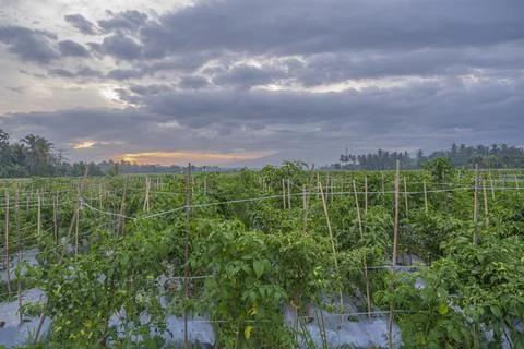 Sunset view. sunset in the afternoon in the fields. sunset background. Stock Photos