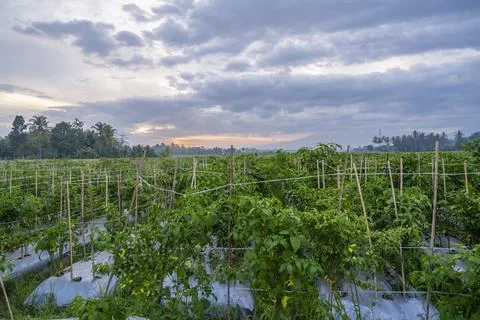Sunset view. sunset in the afternoon in the fields. sunset background. Stock Photos
