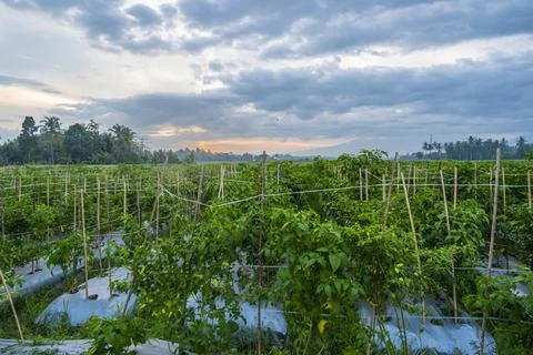 Sunset view. sunset in the afternoon in the fields. sunset background. Stock Photos