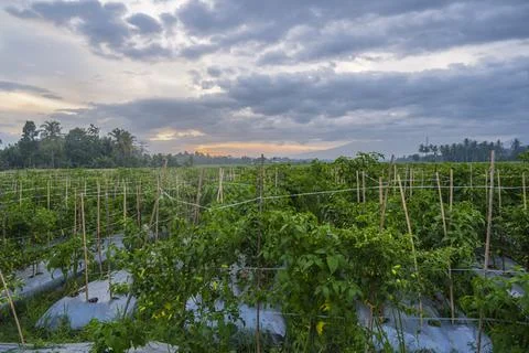 Sunset view. sunset in the afternoon in the fields. sunset background. Stock Photos