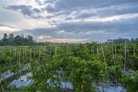 Sunset view. sunset in the afternoon in the fields. sunset background. Stock Photos