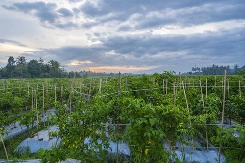 Sunset view. sunset in the afternoon in the fields. sunset background. Stock Photos