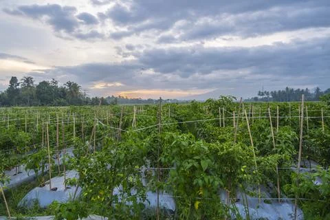 Sunset view. sunset in the afternoon in the fields. sunset background. Stock Photos