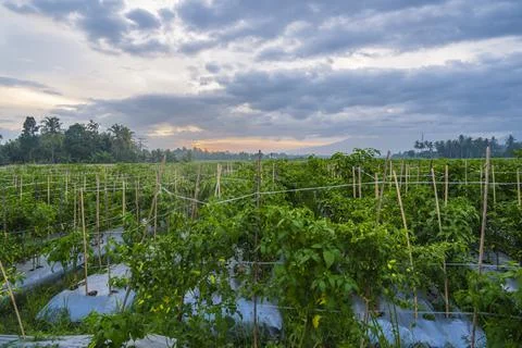 Sunset view. sunset in the afternoon in the fields. sunset background. Stock Photos