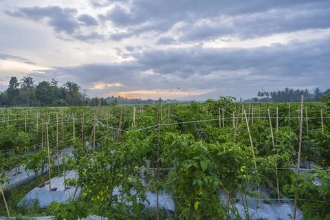 Sunset view. sunset in the afternoon in the fields. sunset background. Stock Photos