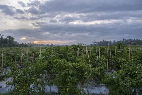 Sunset view. sunset in the afternoon in the fields. sunset background. Stock Photos