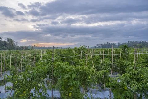 Sunset view. sunset in the afternoon in the fields. sunset background. Stock Photos
