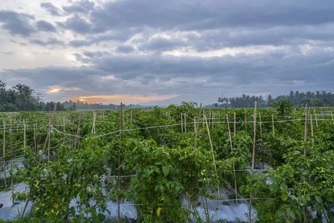 Sunset view. sunset in the afternoon in the fields. sunset background. Stock Photos