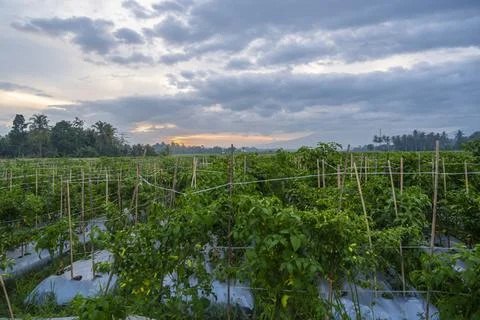 Sunset view. sunset in the afternoon in the fields. sunset background. Stock Photos