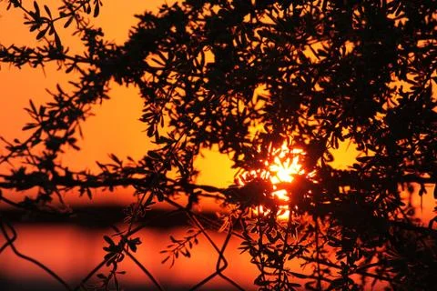 Sunset view through acacia branches Stock Photos