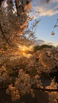 Sunset view through cherry blossom trees at a park during spring evening Foto stock