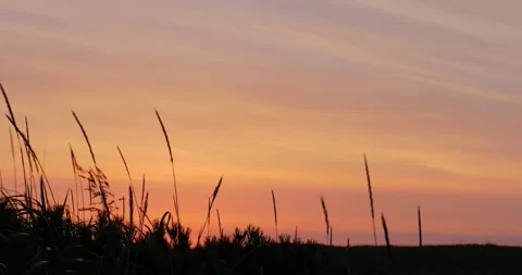 Sunset view through grass silhouette. Stock Footage 231220283