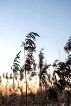 Sunset view through tall grass - warm evening light over meadow silhouettes with Stock Photos