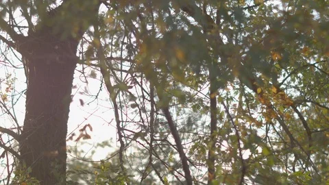 Sunset, view through a tree Stock Footage 118196645
