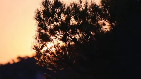 Sunset view through a tree. Slow motion HD Stock Footage 95991636