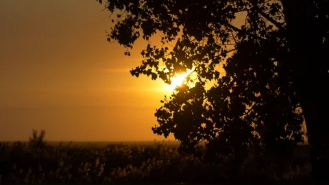 Sunset, view through the trees Stock Footage 118196778
