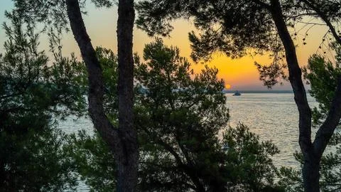 Sunset view through trees with the sea on the horizon and soft sky tones Stock Photos
