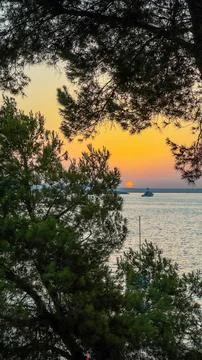 Sunset view through trees with the sea on the horizon and soft sky tones Stock Photos