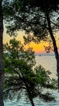 Sunset view through trees with the sea on the horizon and soft sky tones Stock Photos