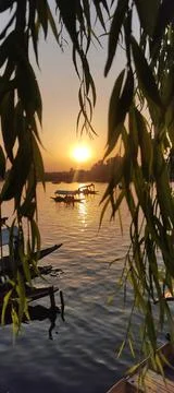 Sunset view from the tree leaves  스톡 사진