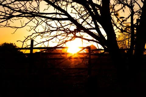 Sunset view with tree silhouette Stock Photos
