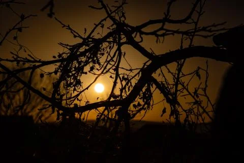 Sunset view with tree silhouette Stock Photos