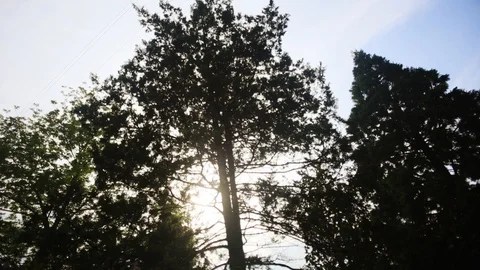 Sunset view of trees green leaf in forest background sky bright garden day Stock Footage 98646848