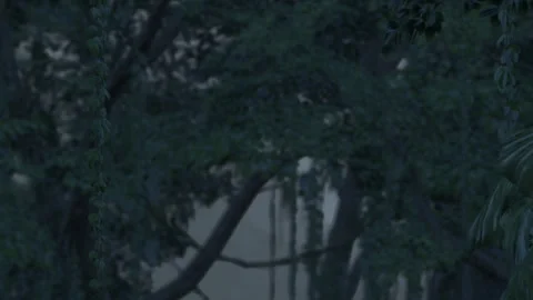 Sunset view of trees with shadows and fading light in a quiet park Stock Footage 344396106