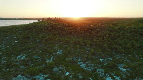 Sunset view of tropical coastline with dense palms on Caribbean shore in Mexico Stock Footage 327499475