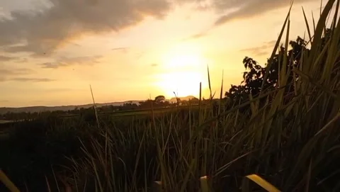 The sunset view is very beautiful with tall grass. Stock Footage 323449089