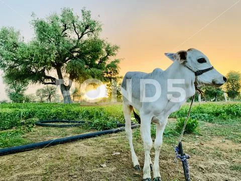 Sunset view in village Stock Photos