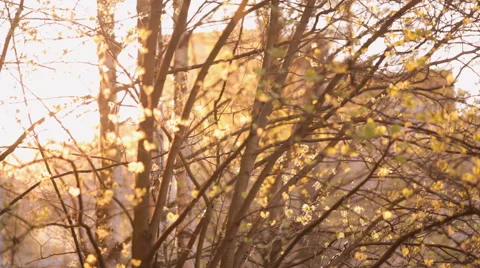 Sunset viewed through defocussed trees Stock-Footage 62727119