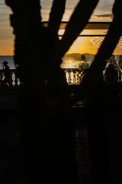 Sunset Viewed Through Tree and Glass on the Beach Stock Photos