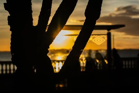 Sunset Viewed Through Tree and Glass on the Beach Stock Photos