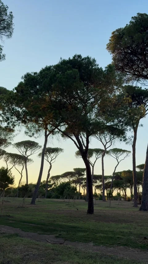 Sunset in Villa Doria Pamphilj Park, Rome, Italy Stock Footage 340155852