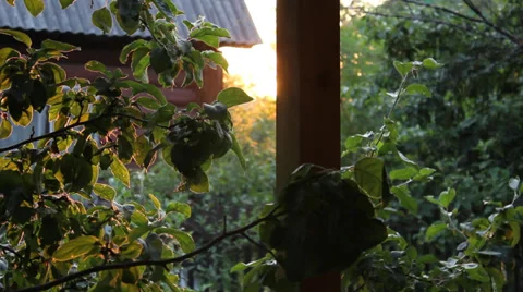 Sunset Village 1 Video stock 31642951