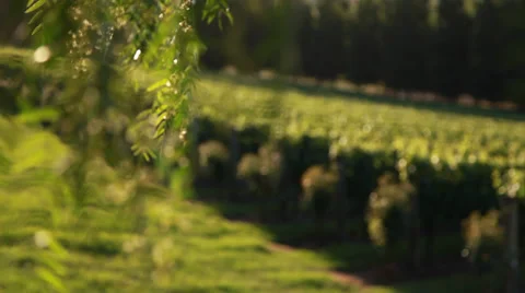 Sunset Vines 動画素材 32149097