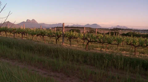 Sunset vineyard Stock Footage 29647738