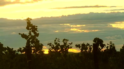 Sunset on the Vineyard French Stock Footage 54958121