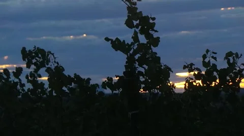 Sunset on the Vineyard French 库存影片 54958166