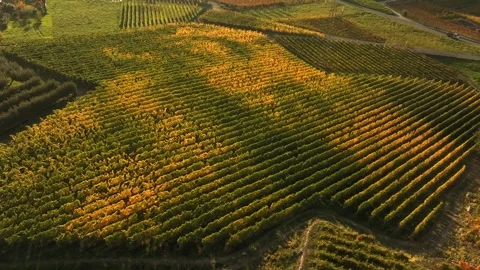 Sunset at vineyard with geometric lines 1 Stock Footage 320139008