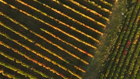 Sunset at vineyard with geometric lines 2 Stock Footage 320139218