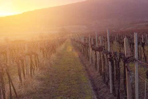 Sunset in vineyard Stock Photos