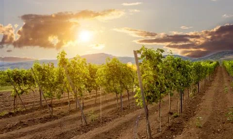 Sunset in vineyard Stock Photos