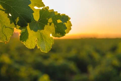 Sunset in the vineyard Foto stock