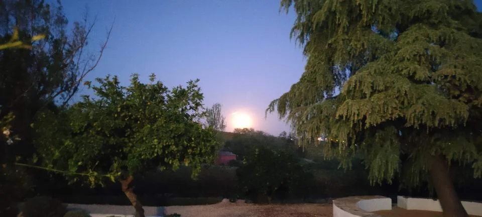 Sunset in vineyard Stock Photos