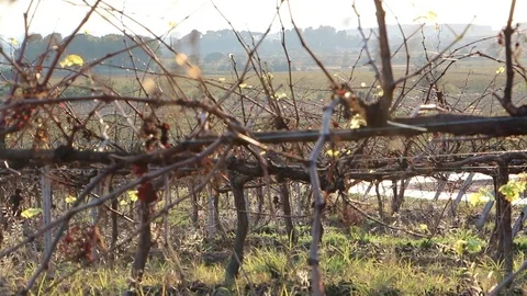 Sunset in vineyards 3 스톡 동영상 72904345