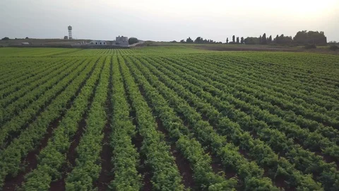 Sunset vineyards aerial view Stock-Footage 94486792