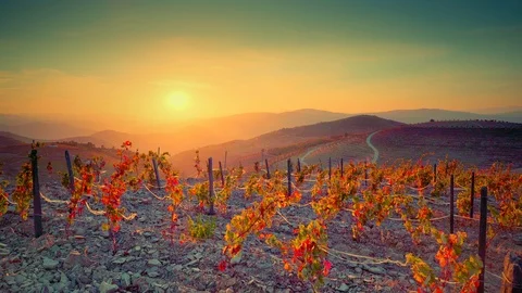 Sunset Vineyards Landscape Series Stock Footage 121327796
